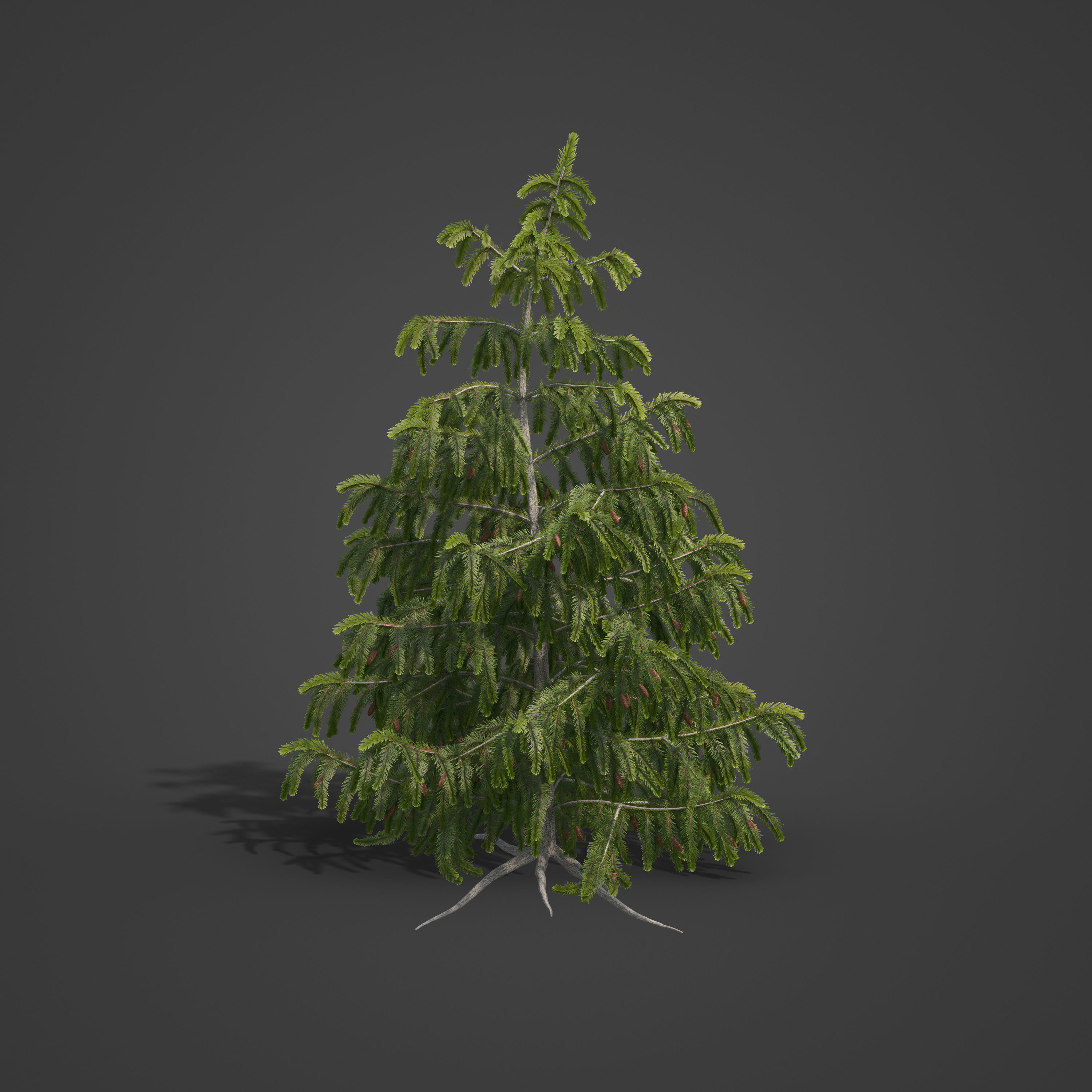 2021 PBR Brewer Spruce Collection - Picea Breweriana  3D model_4