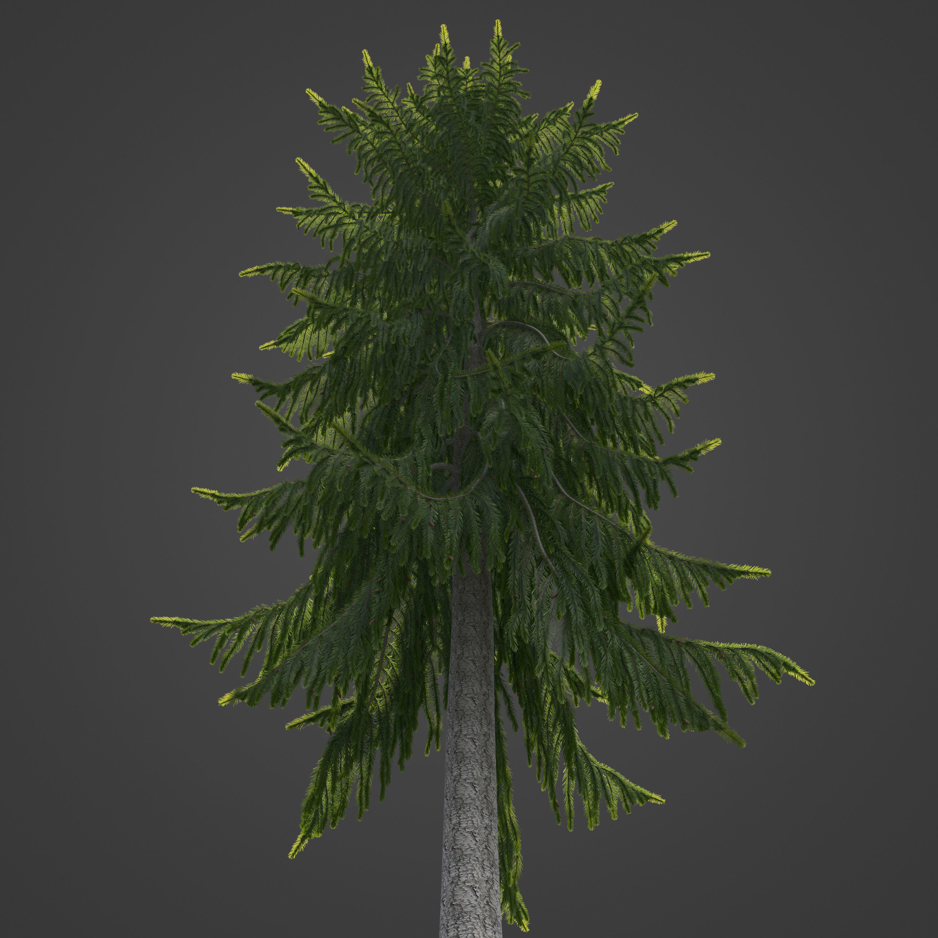 2021 PBR Brewer Spruce Collection - Picea Breweriana  3D model_2