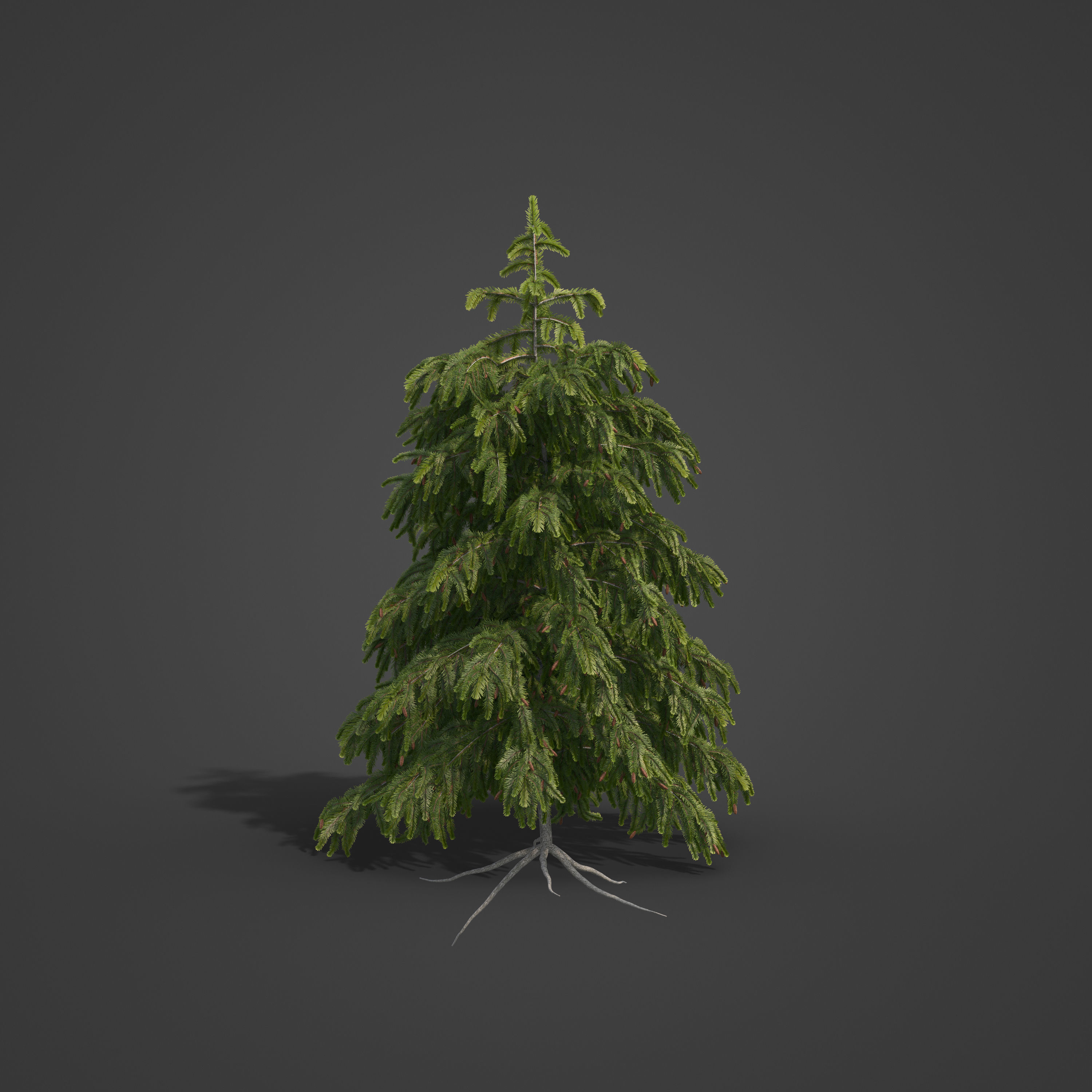 2021 PBR Brewer Spruce Collection - Picea Breweriana  3D model_6