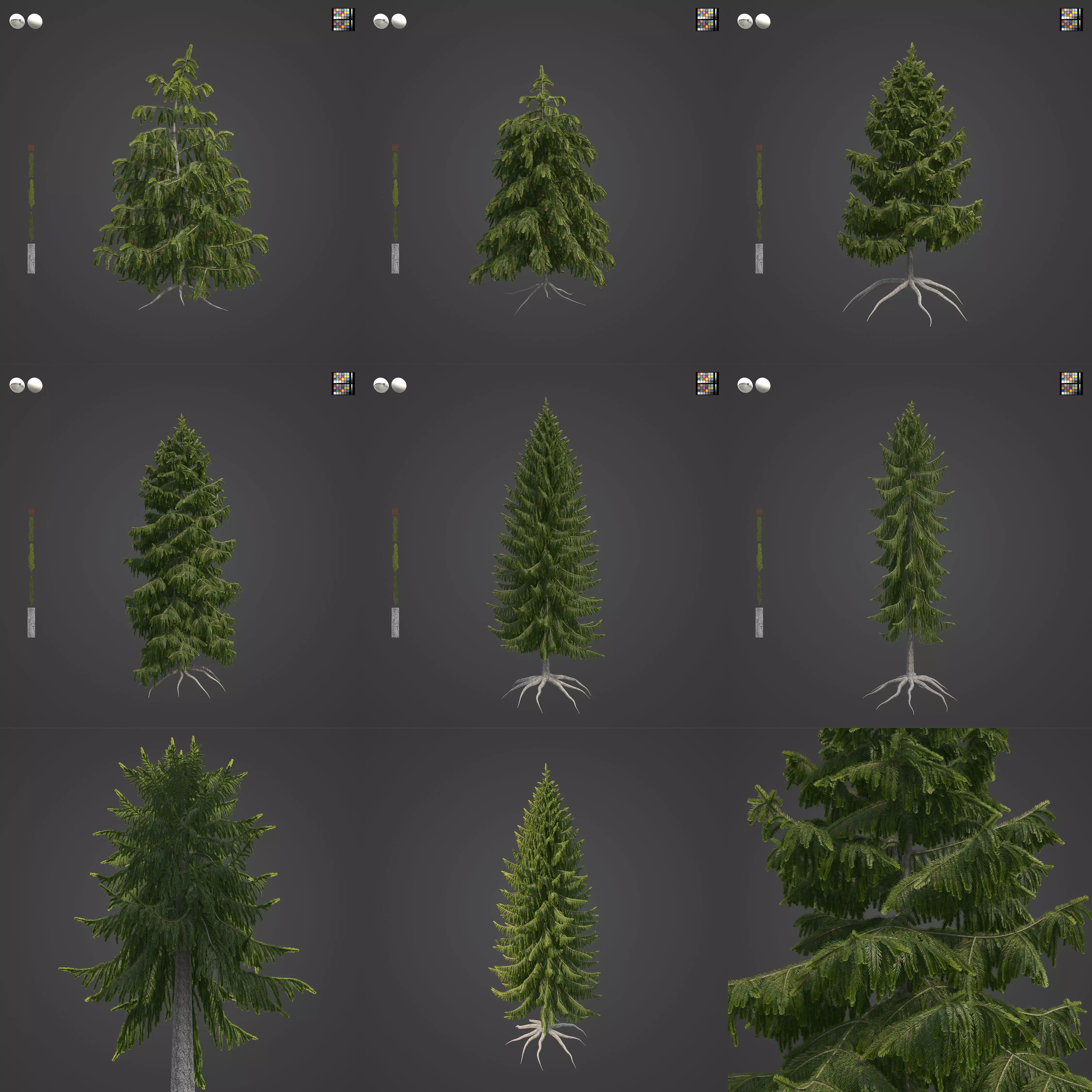 2021 PBR Brewer Spruce Collection - Picea Breweriana  3D model_0