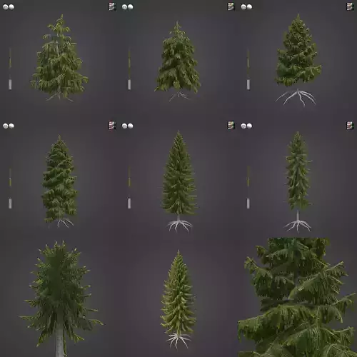 2021 PBR Brewer Spruce Collection - Picea Breweriana  3D model