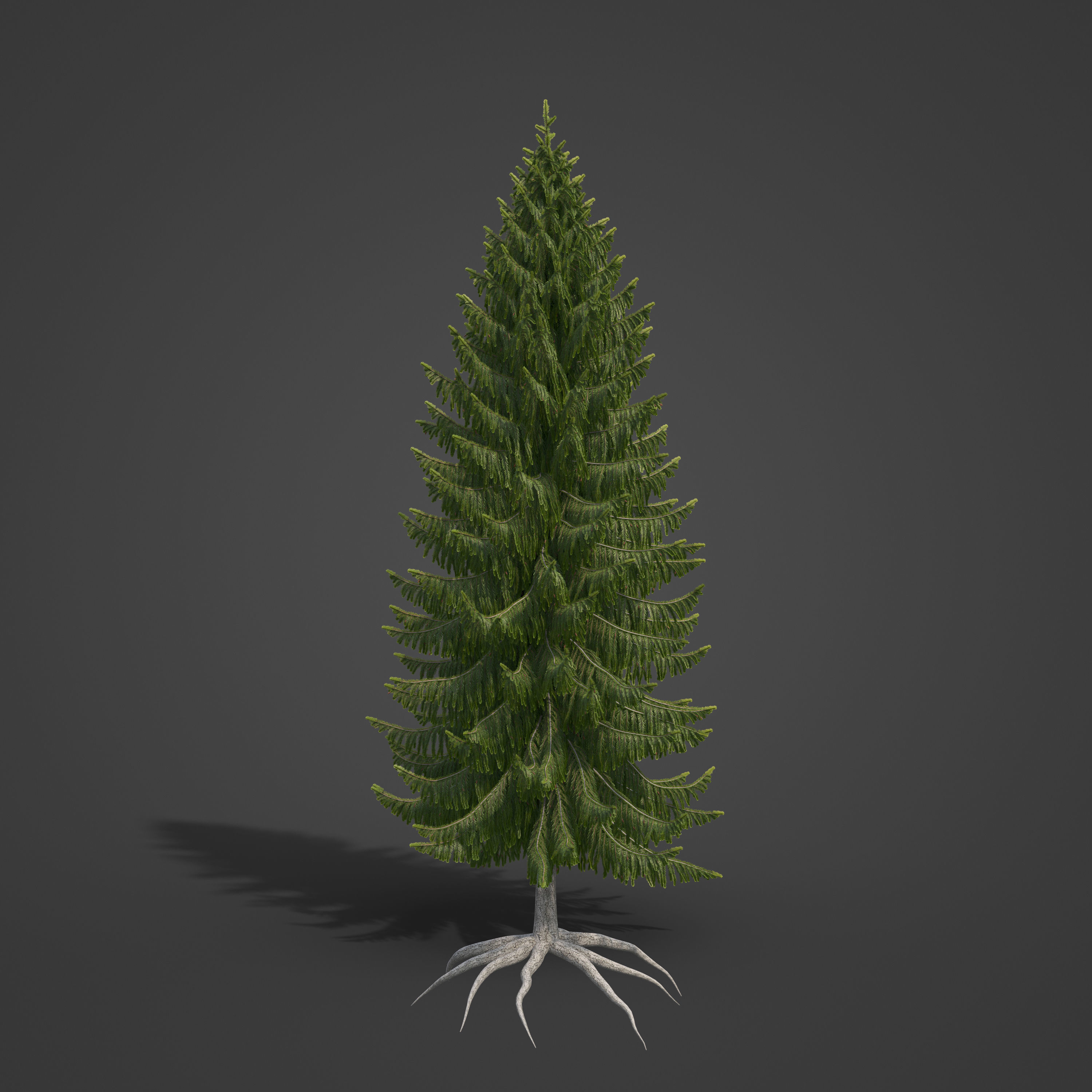 2021 PBR Brewer Spruce Collection - Picea Breweriana  3D model_3