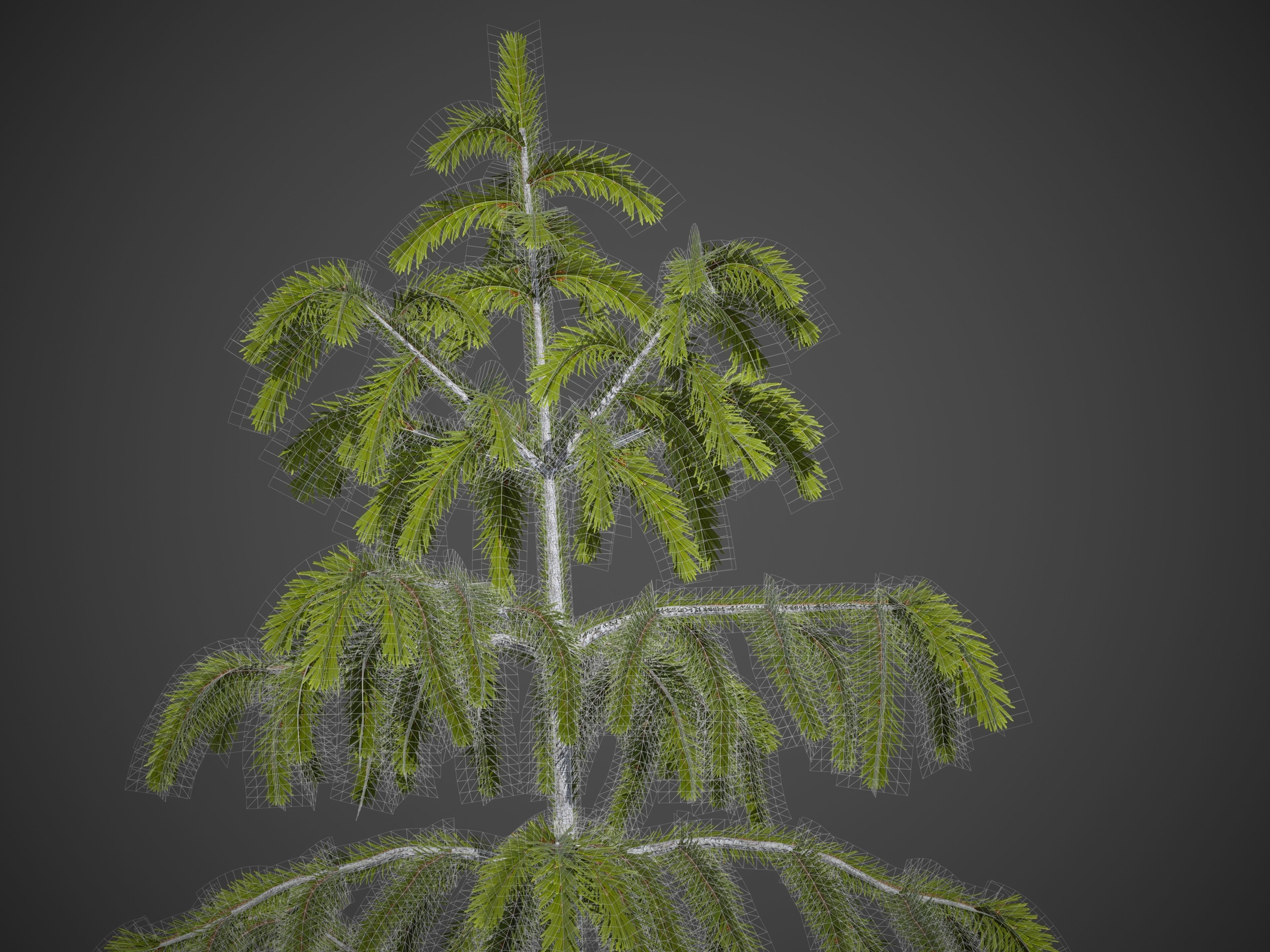 2021 PBR Brewer Spruce Collection - Picea Breweriana  3D model_8