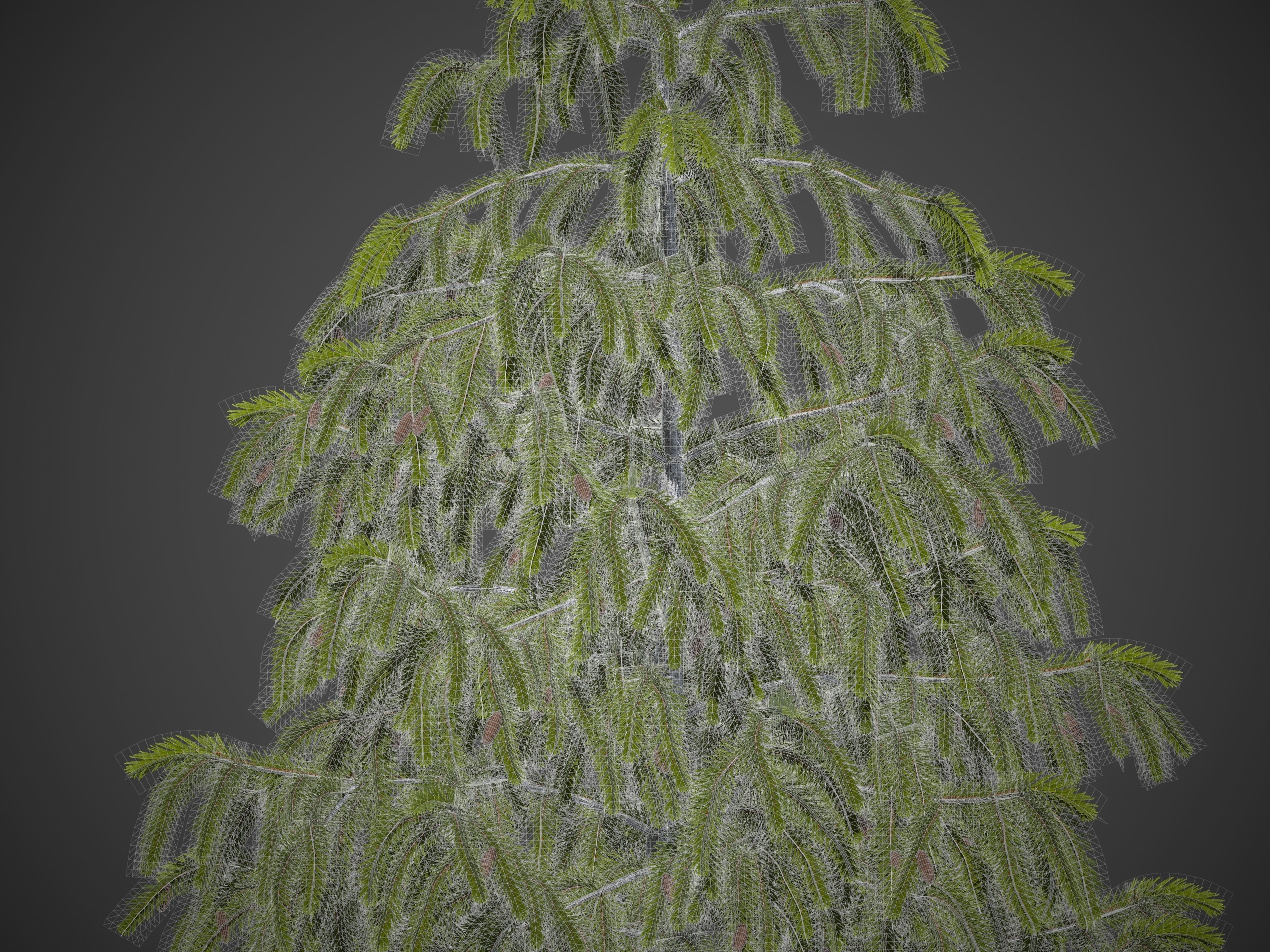 2021 PBR Brewer Spruce Collection - Picea Breweriana  3D model_7