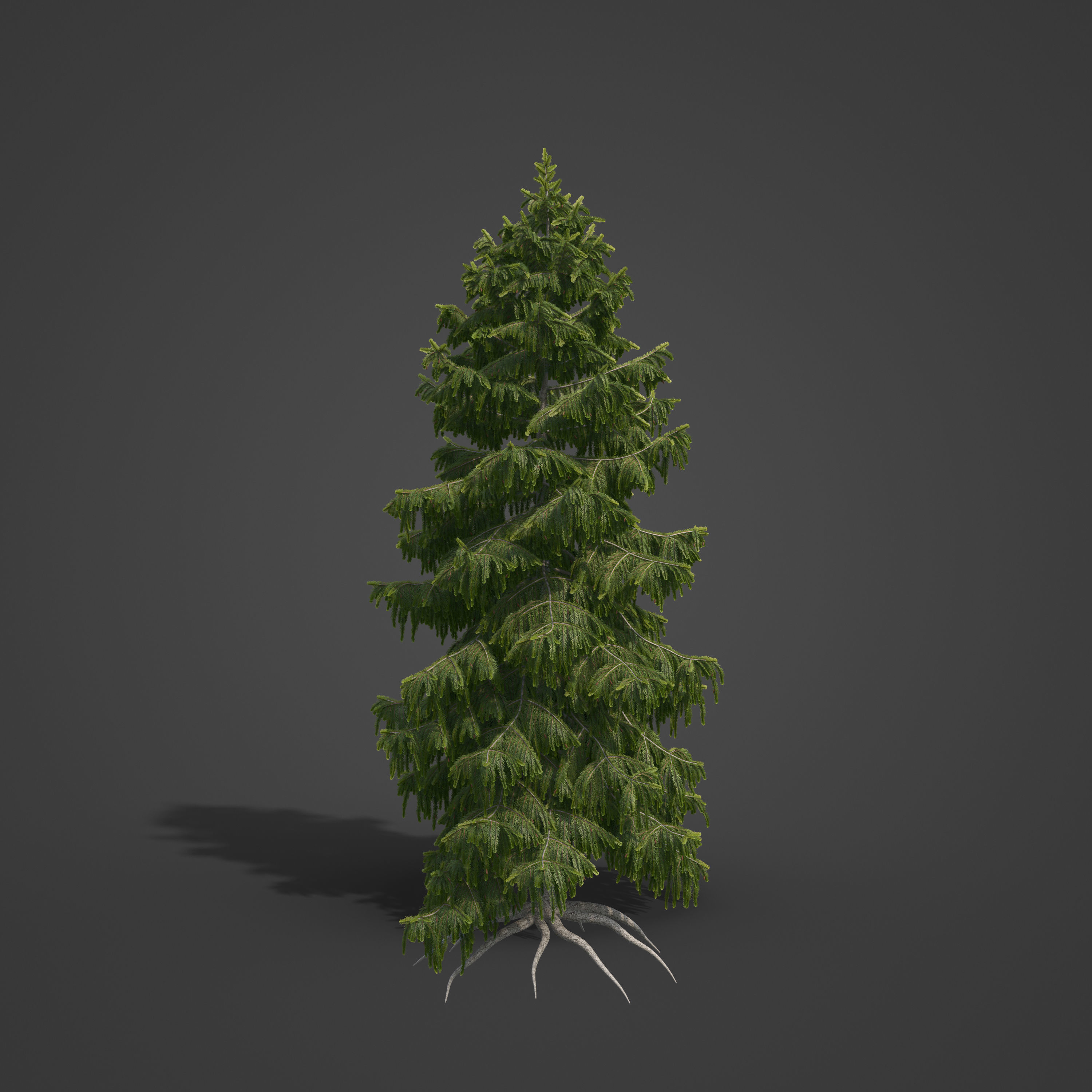 2021 PBR Brewer Spruce Collection - Picea Breweriana  3D model_5