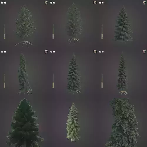 2021 PBR White Spruce Collection - Picea Glauca 3D model