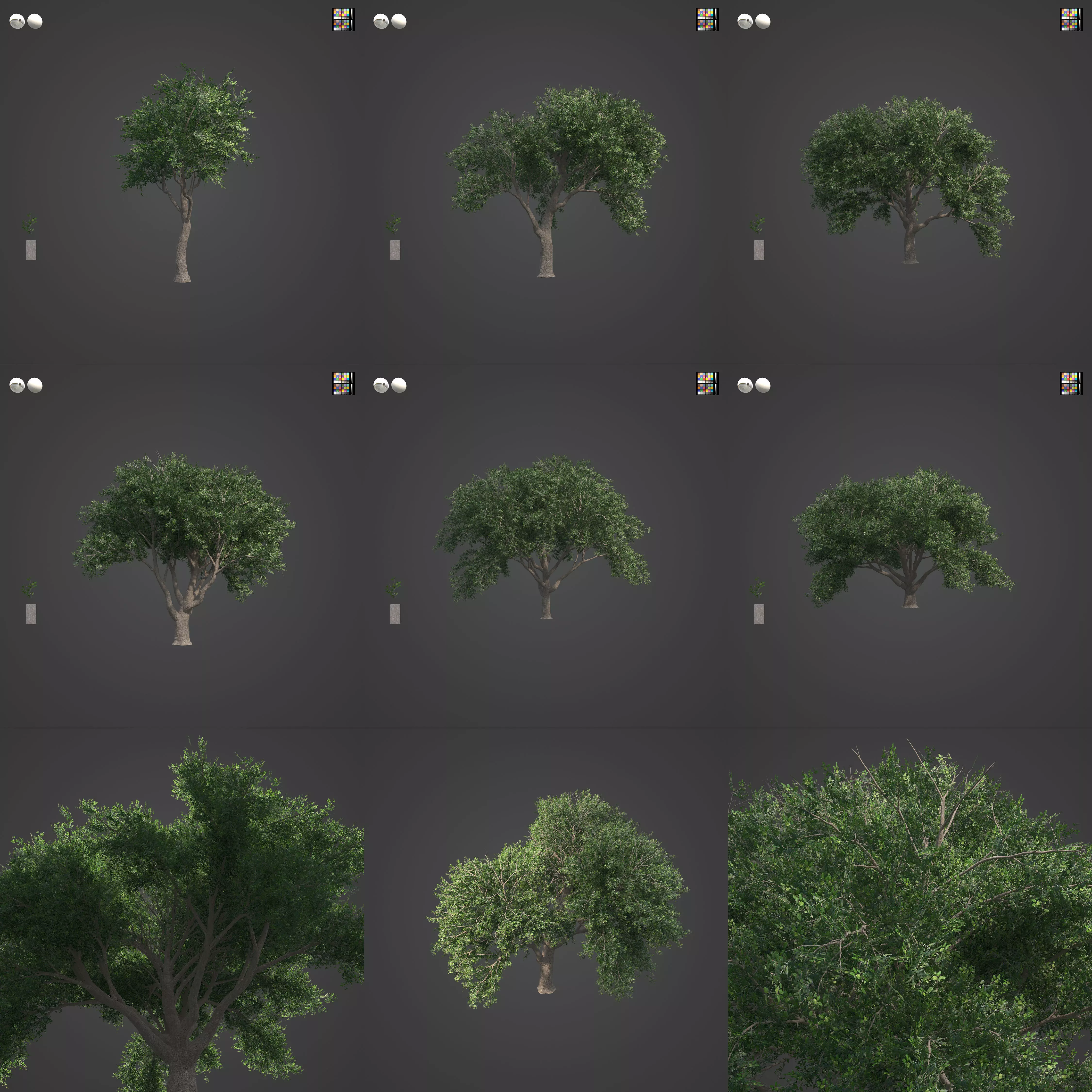 2021 PBR Coast Live Oak Collection - Quercus Agrifolia 3D model