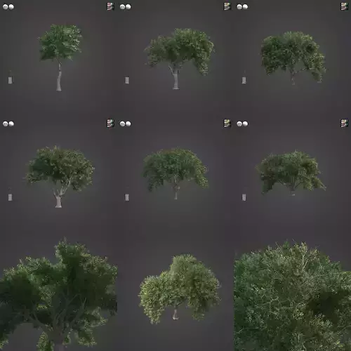 2021 PBR Coast Live Oak Collection - Quercus Agrifolia 