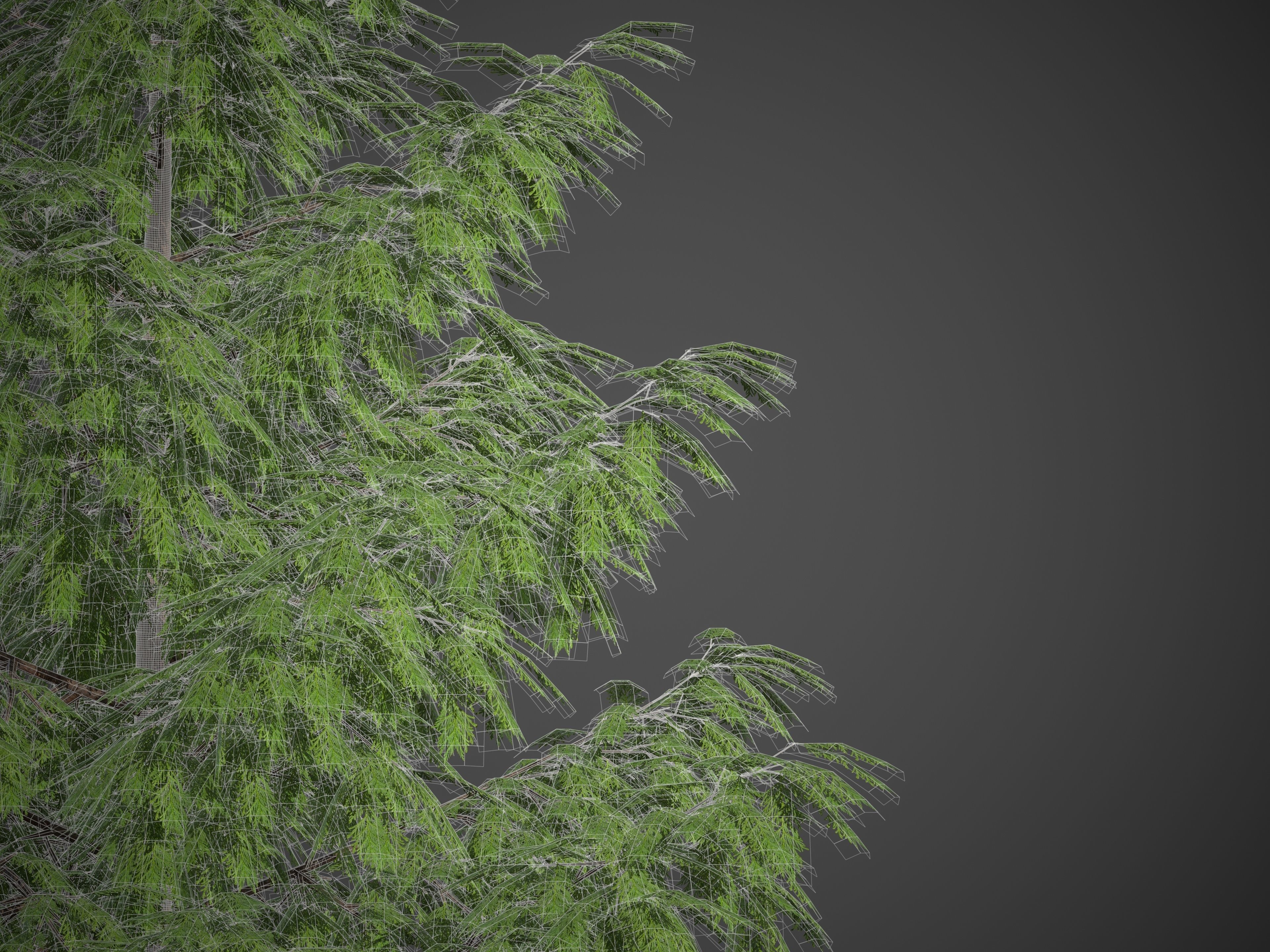2021 PBR Western Red Cedar Collection - Thuja Plicata 3D model_8