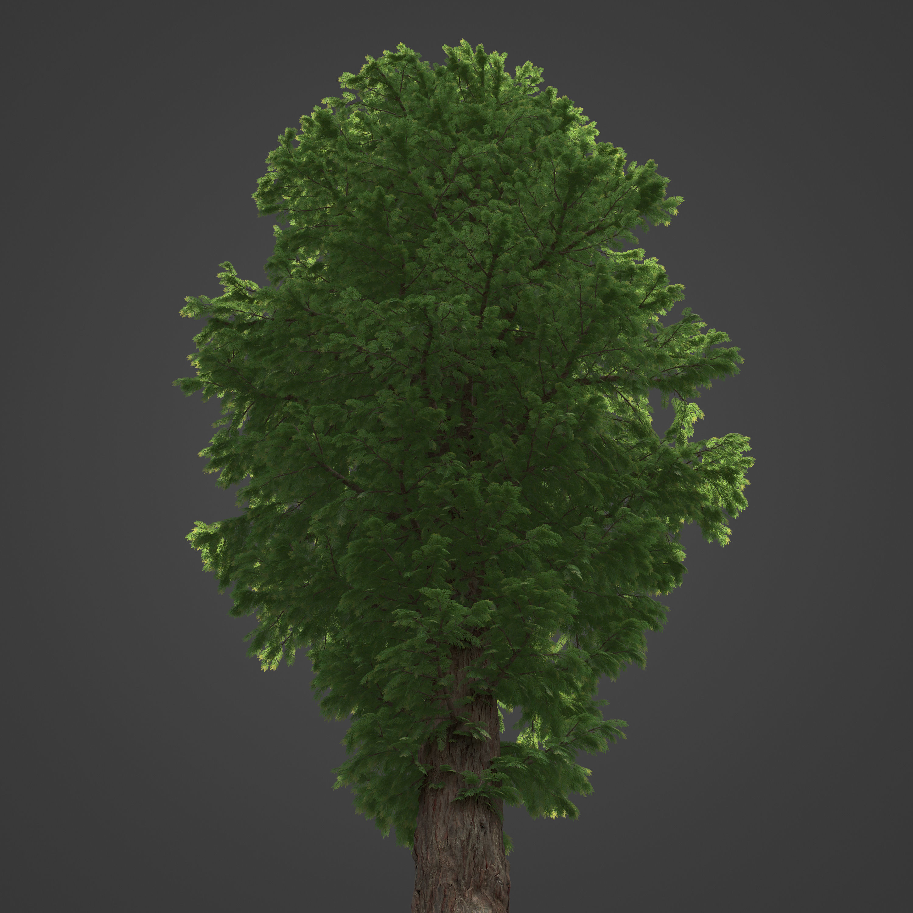 2021 PBR Western Red Cedar Collection - Thuja Plicata 3D model_7