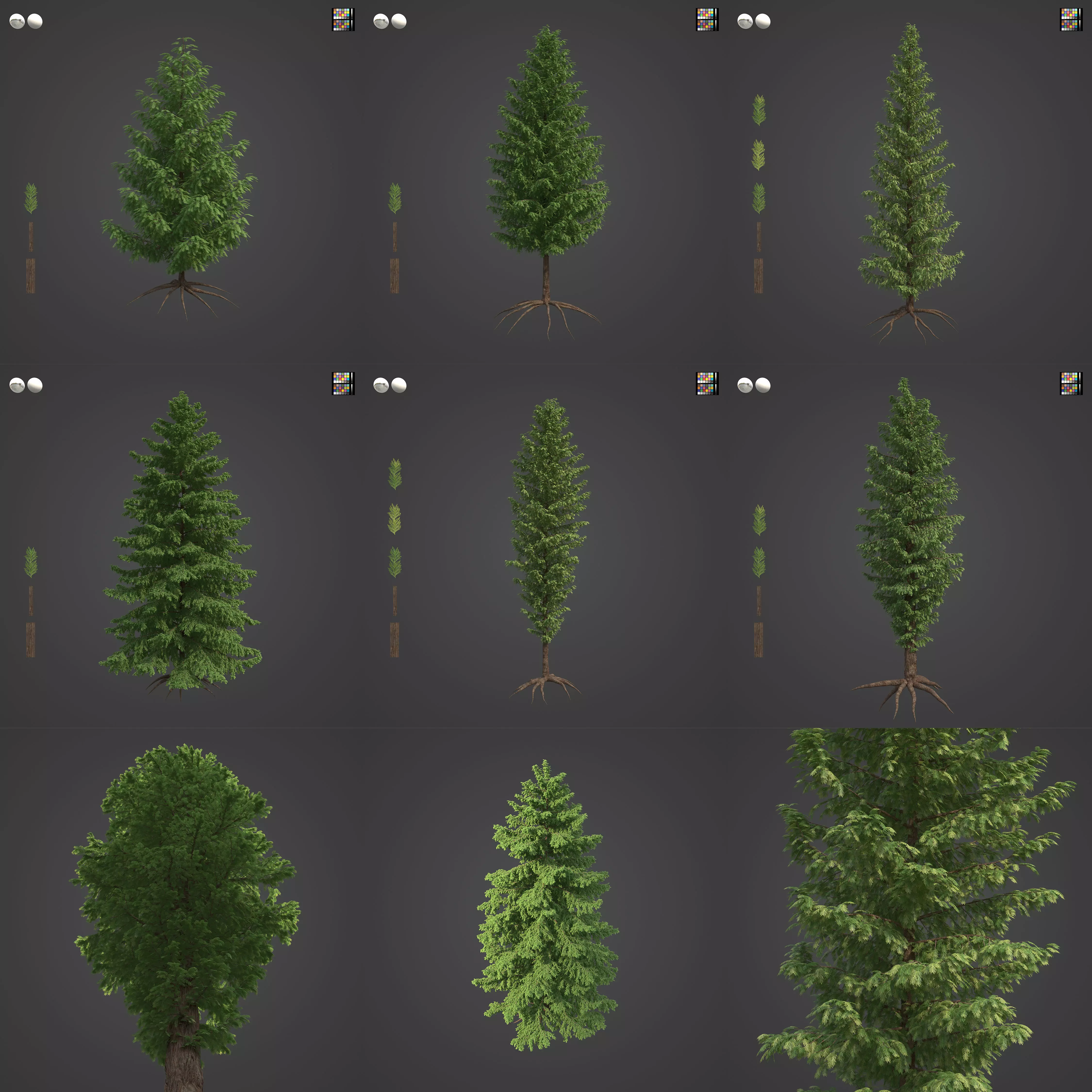 2021 PBR Western Red Cedar Collection - Thuja Plicata 3D model_0