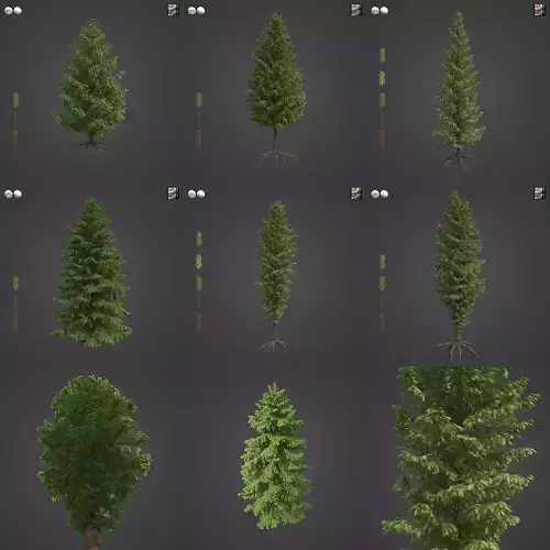 2021 PBR Western Red Cedar Collection - Thuja Plicata 