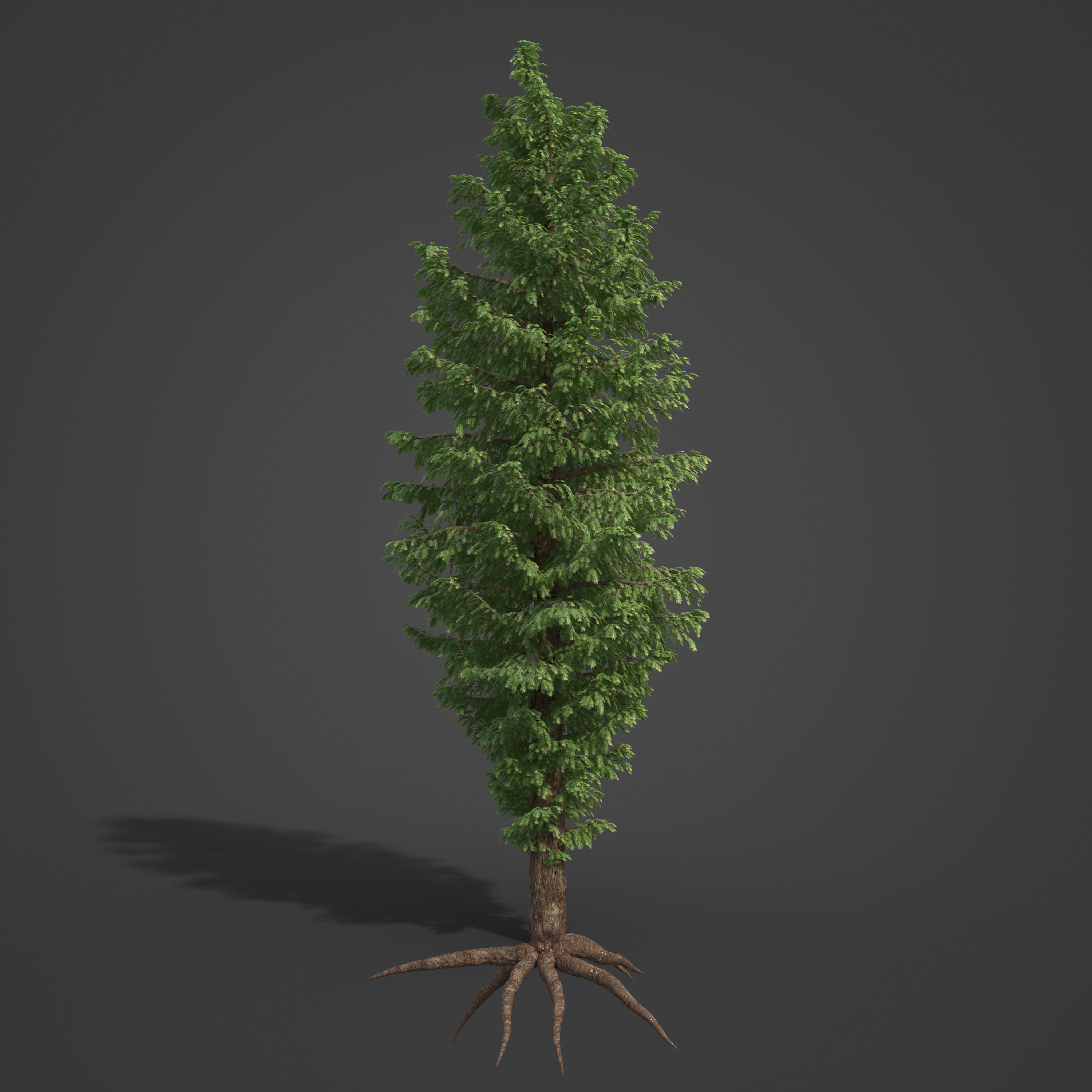 2021 PBR Western Red Cedar Collection - Thuja Plicata 3D model_5