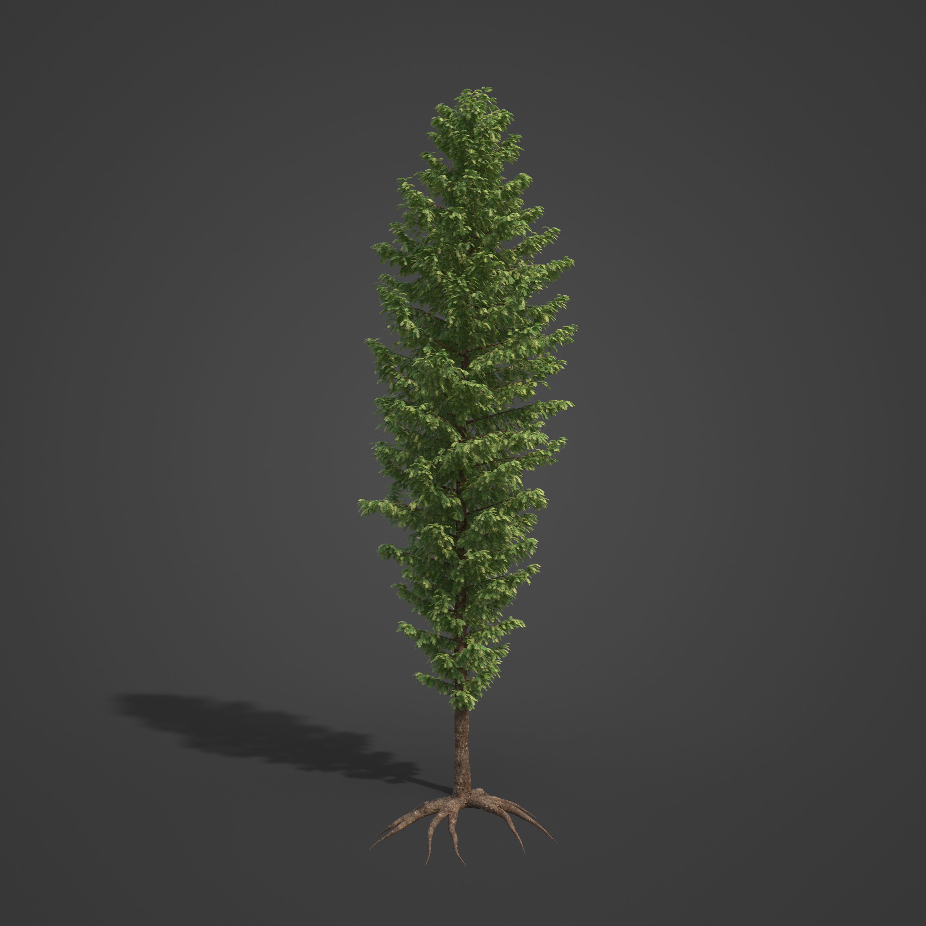 2021 PBR Western Red Cedar Collection - Thuja Plicata 3D model_3