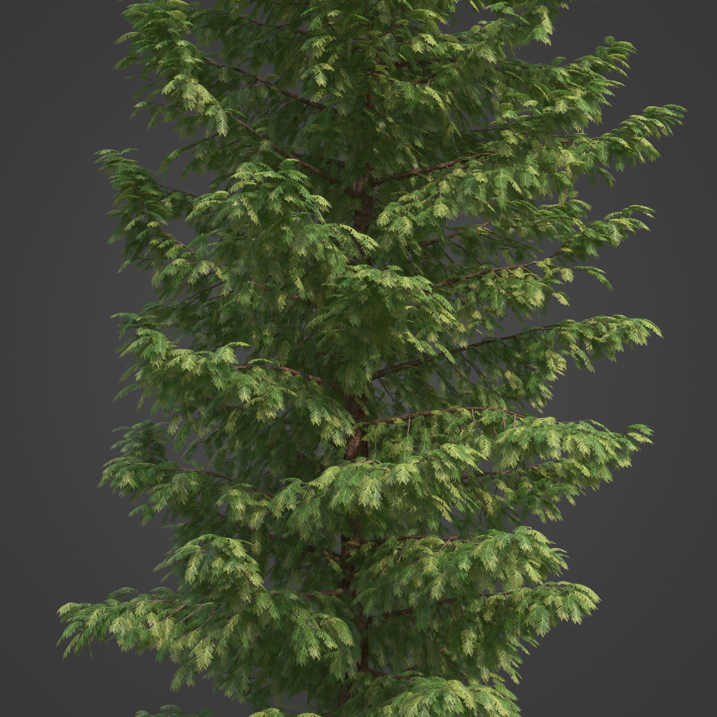 2021 PBR Western Red Cedar Collection - Thuja Plicata 3D model_2