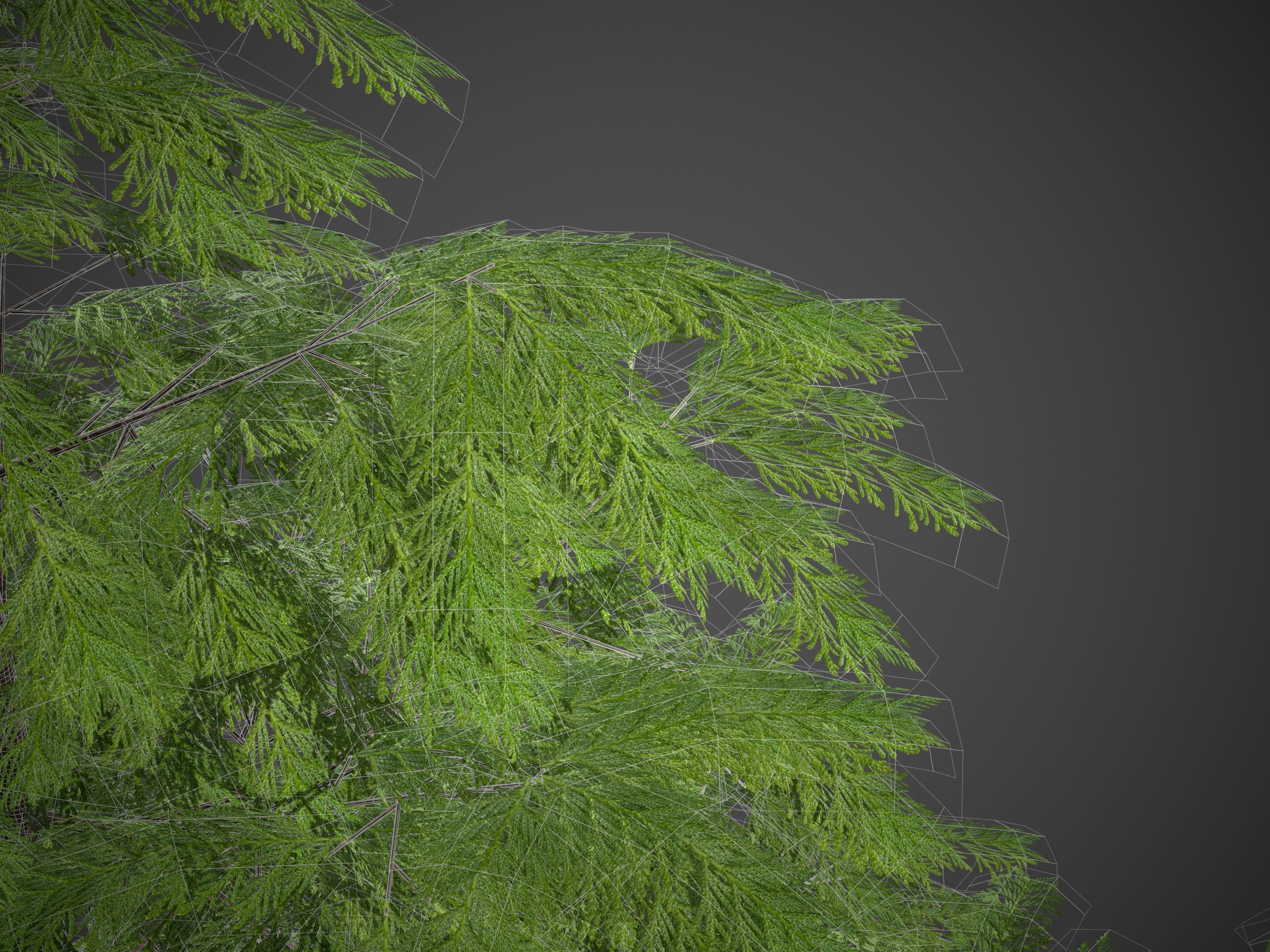 2021 PBR Western Red Cedar Collection - Thuja Plicata 3D model_9