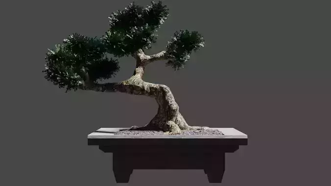 Bonsai tree