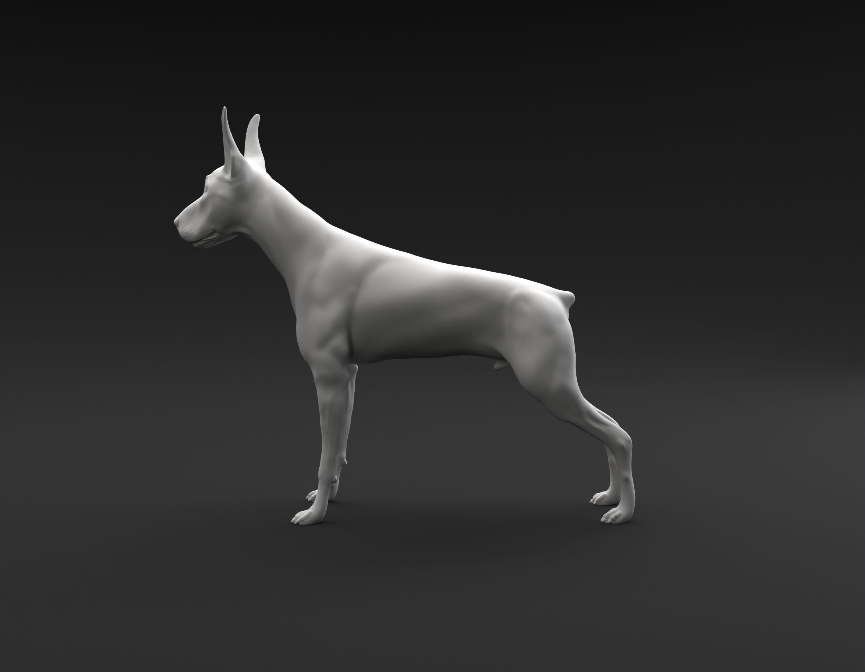 Doberman Pinscher standing female and male for 3D printing 3D print model_14