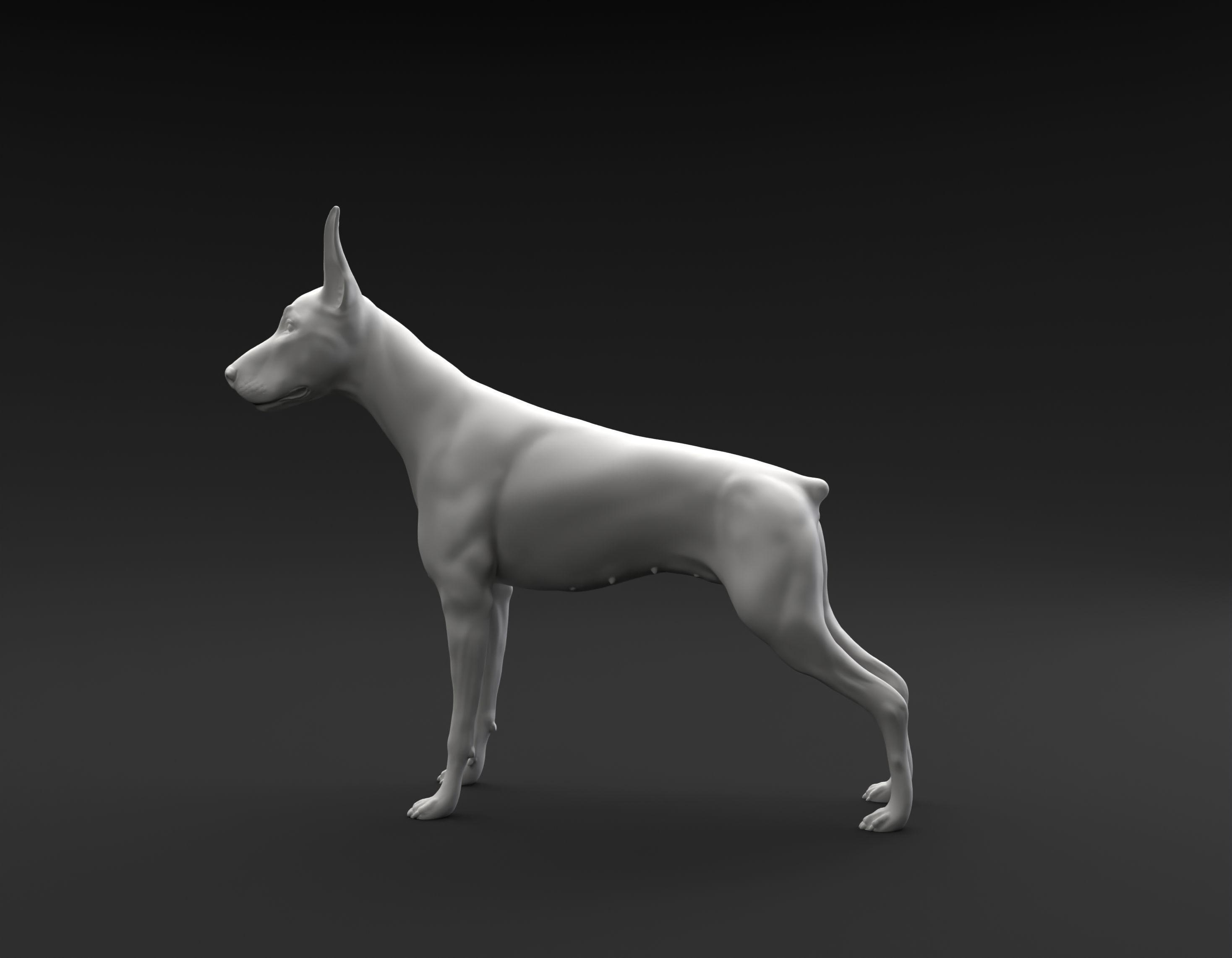 Doberman Pinscher standing female and male for 3D printing 3D print model_5