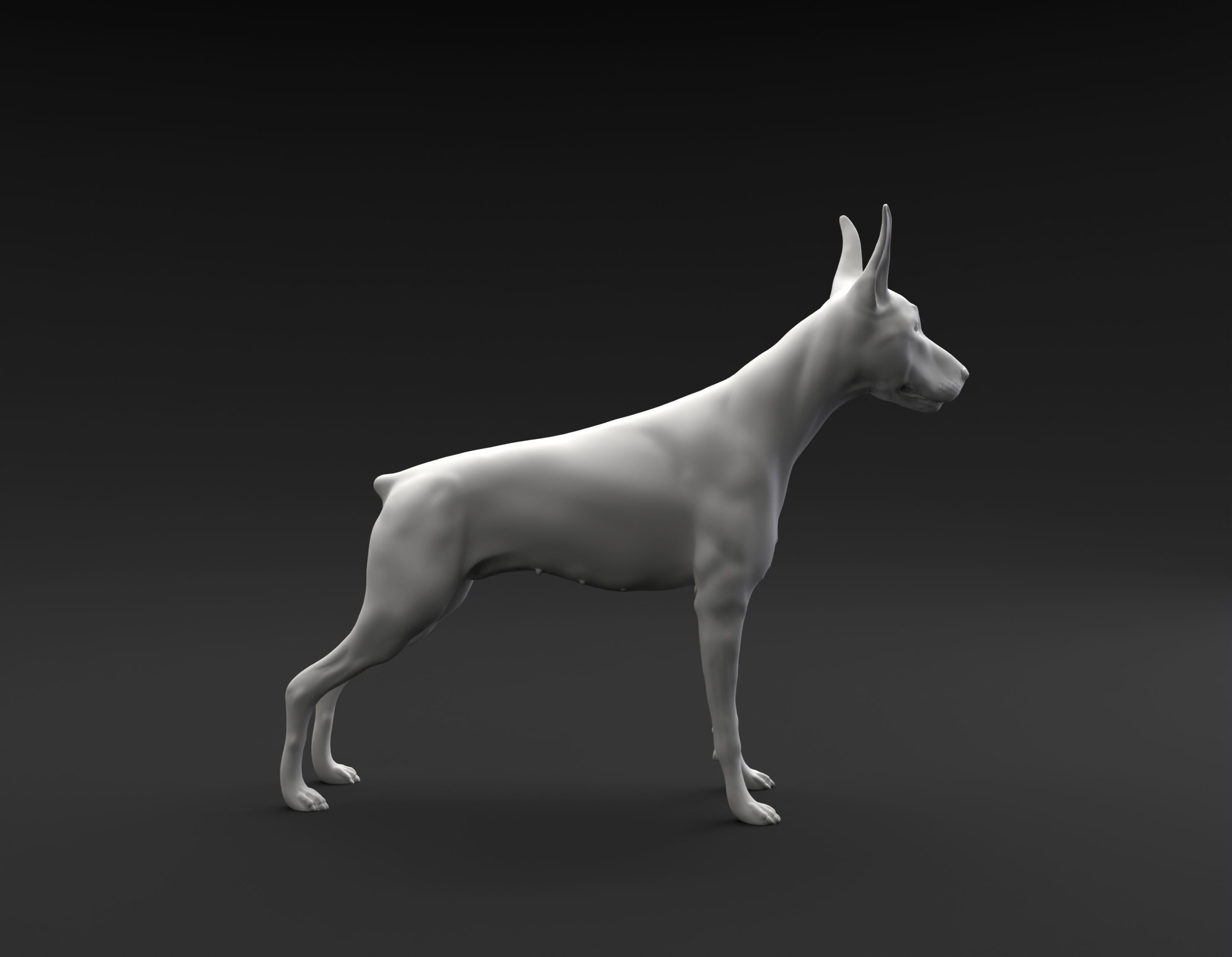 Doberman Pinscher standing female and male for 3D printing 3D print model_1