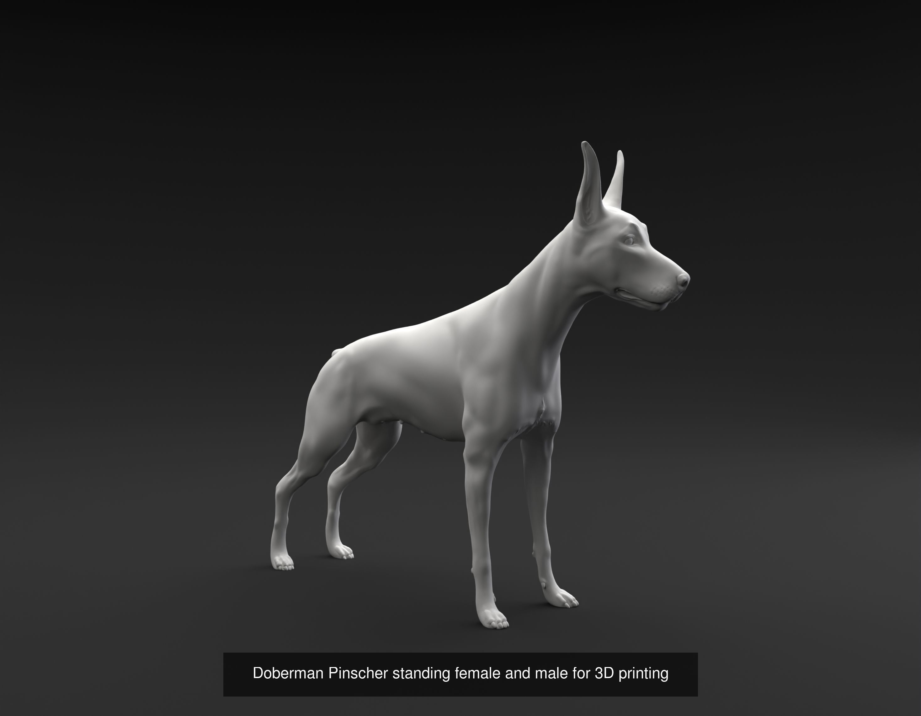 Doberman Pinscher collection intended for 3D printing _5