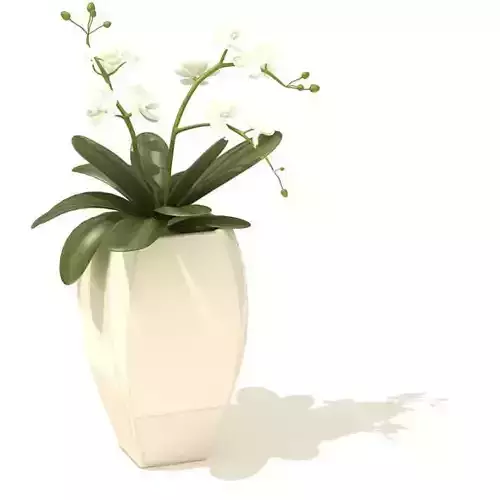 White Potted Flowers