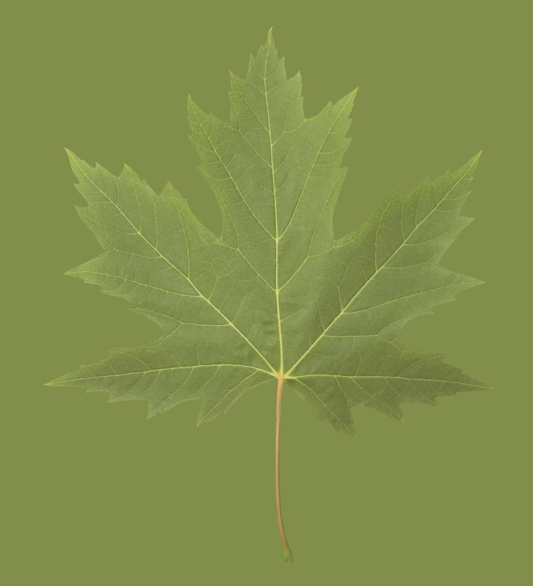 nice territory Texture_12