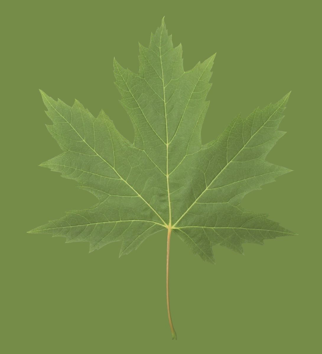 nice territory Texture_11