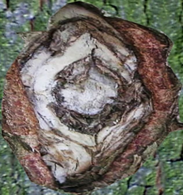 nice territory Texture_16