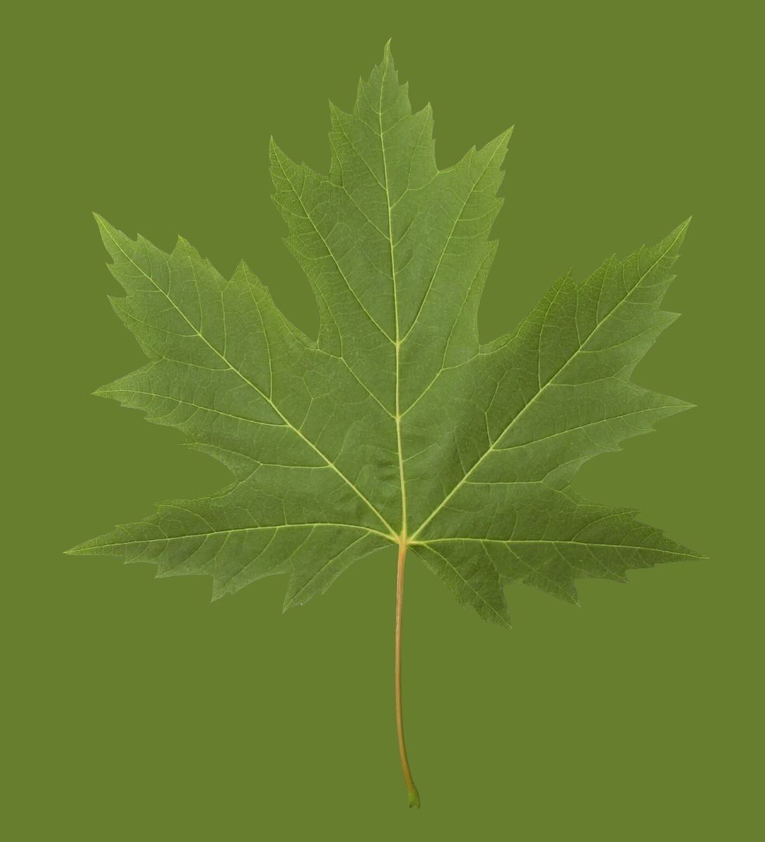 nice territory Texture_10