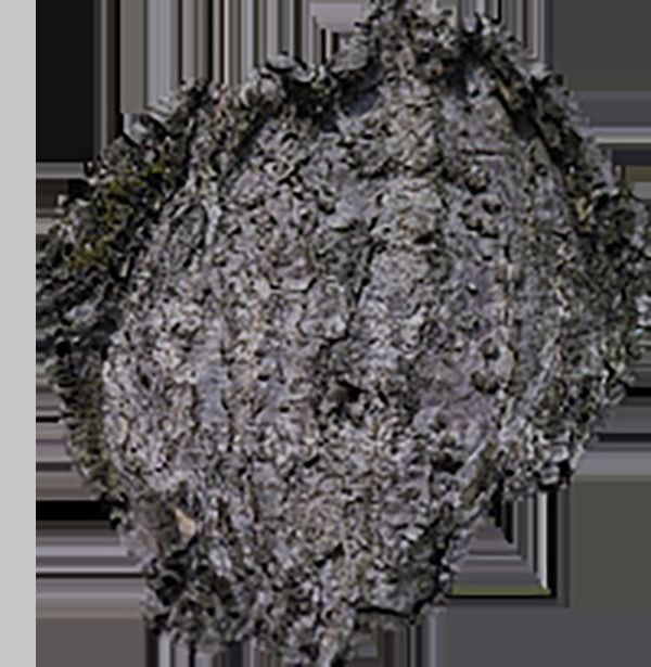 nice territory Texture_6