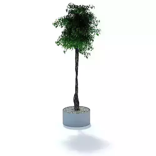 Briaded Potted Ficus