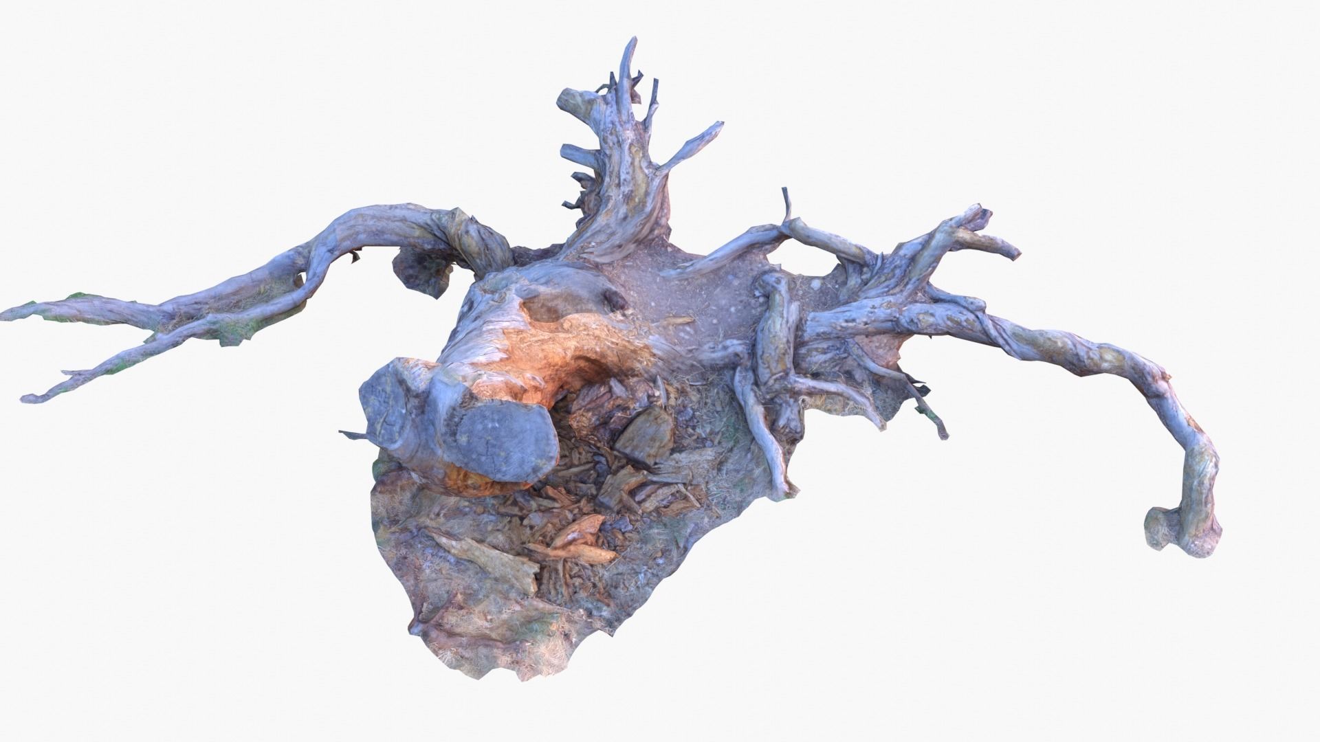 Lowpoly 3d Scanned Pine Trunks - Pinus Pinea and Pinaster Low-poly 3D model_3