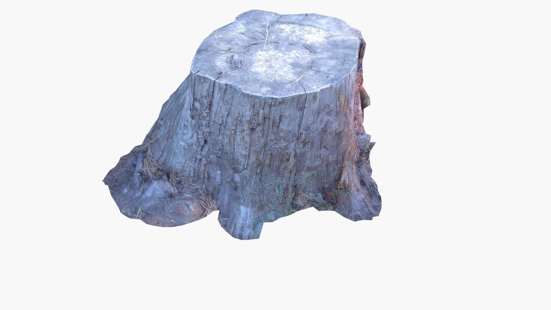 Lowpoly 3d Scanned Pine Trunks - Pinus Pinea and Pinaster Low-poly 3D model_18