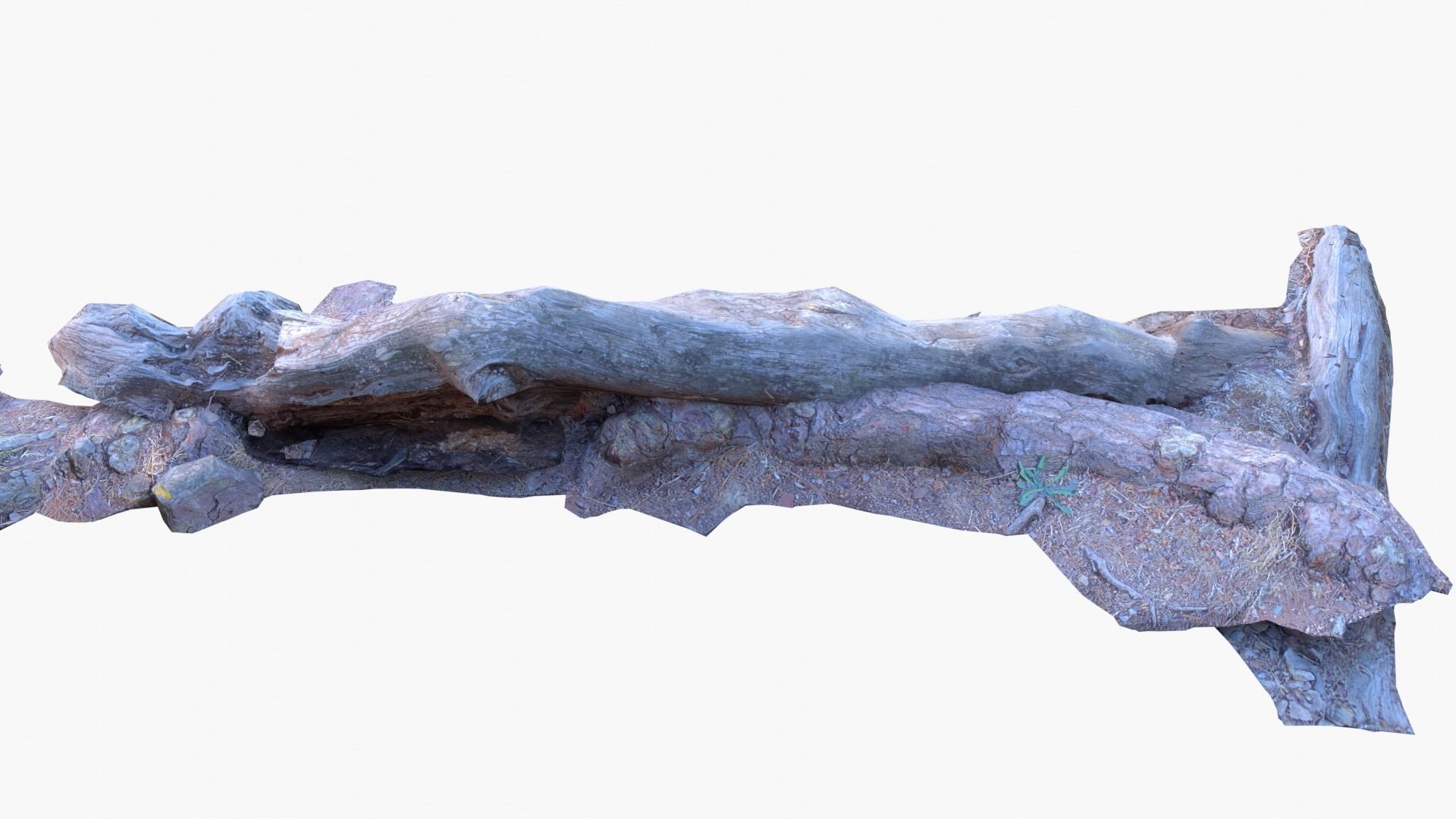 Lowpoly 3d Scanned Pine Trunks - Pinus Pinea and Pinaster Low-poly 3D model_6