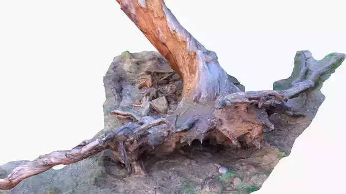 Lowpoly 3d Scanned Pine Trunks - Pinus Pinea and Pinaster Low-poly 3D model