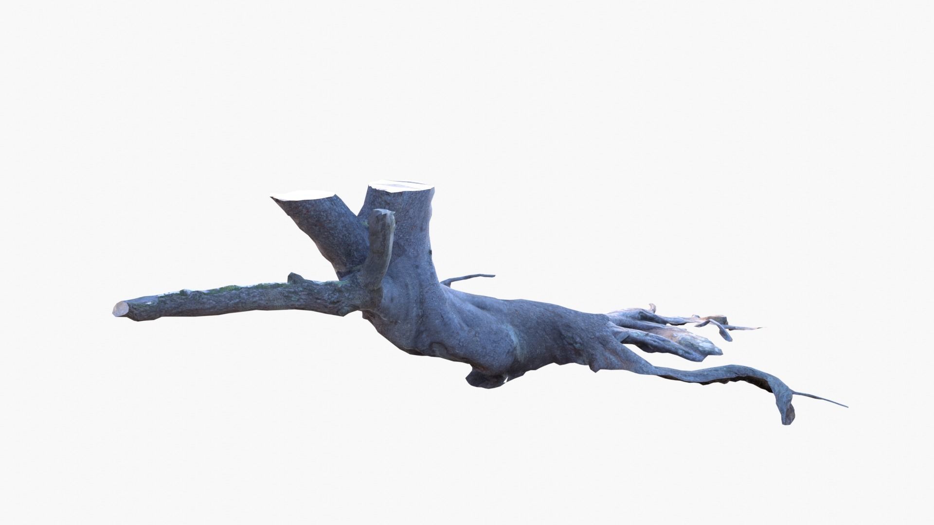 Lowpoly 3d Scanned Pine Trunks - Pinus Pinea and Pinaster Low-poly 3D model_20