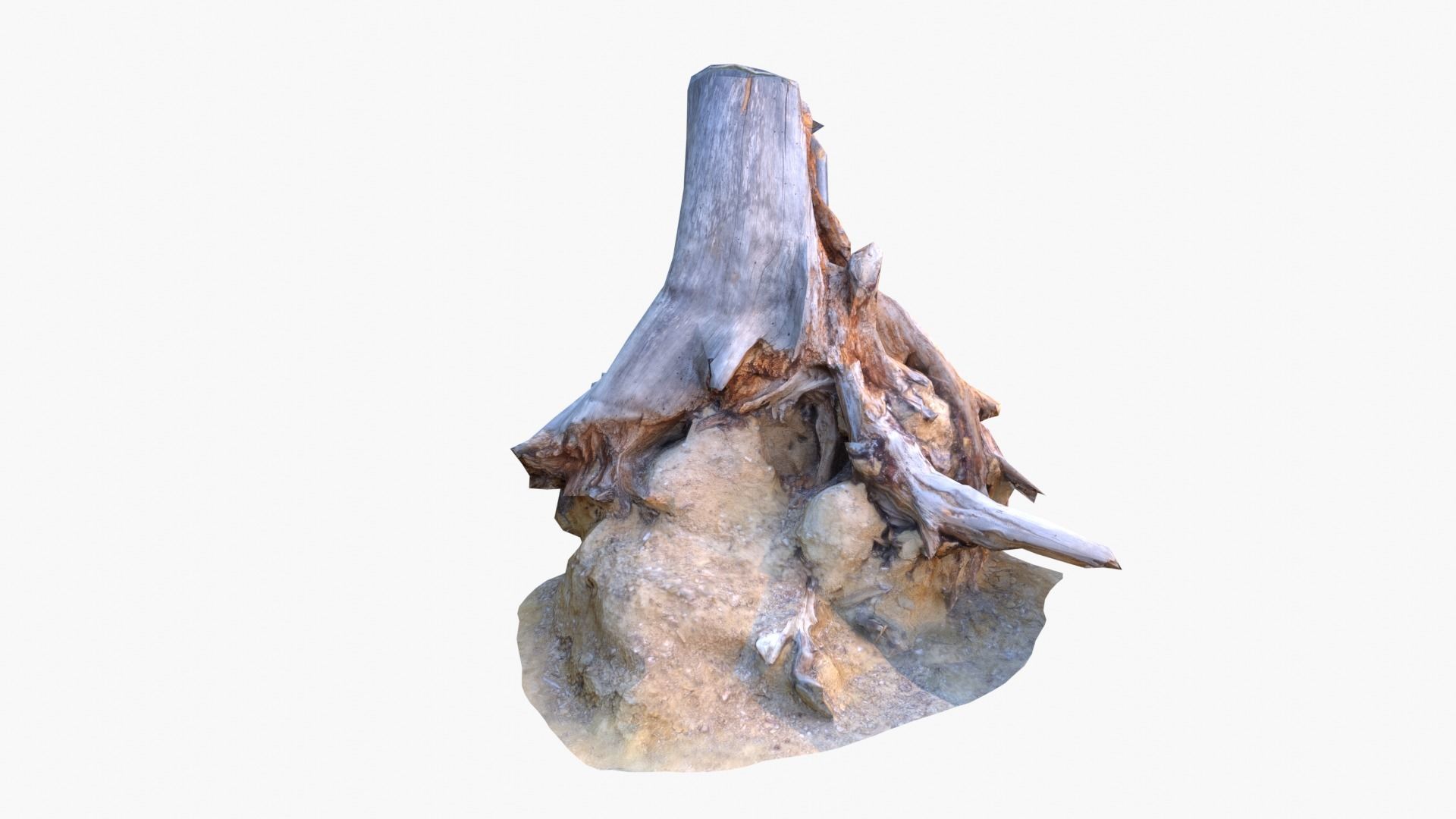 Lowpoly 3d Scanned Pine Trunks - Pinus Pinea and Pinaster Low-poly 3D model_22