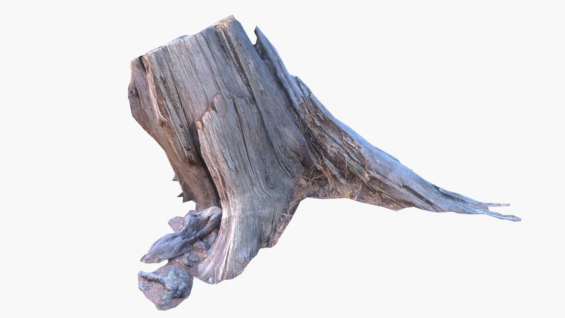 Lowpoly 3d Scanned Pine Trunks - Pinus Pinea and Pinaster Low-poly 3D model_11