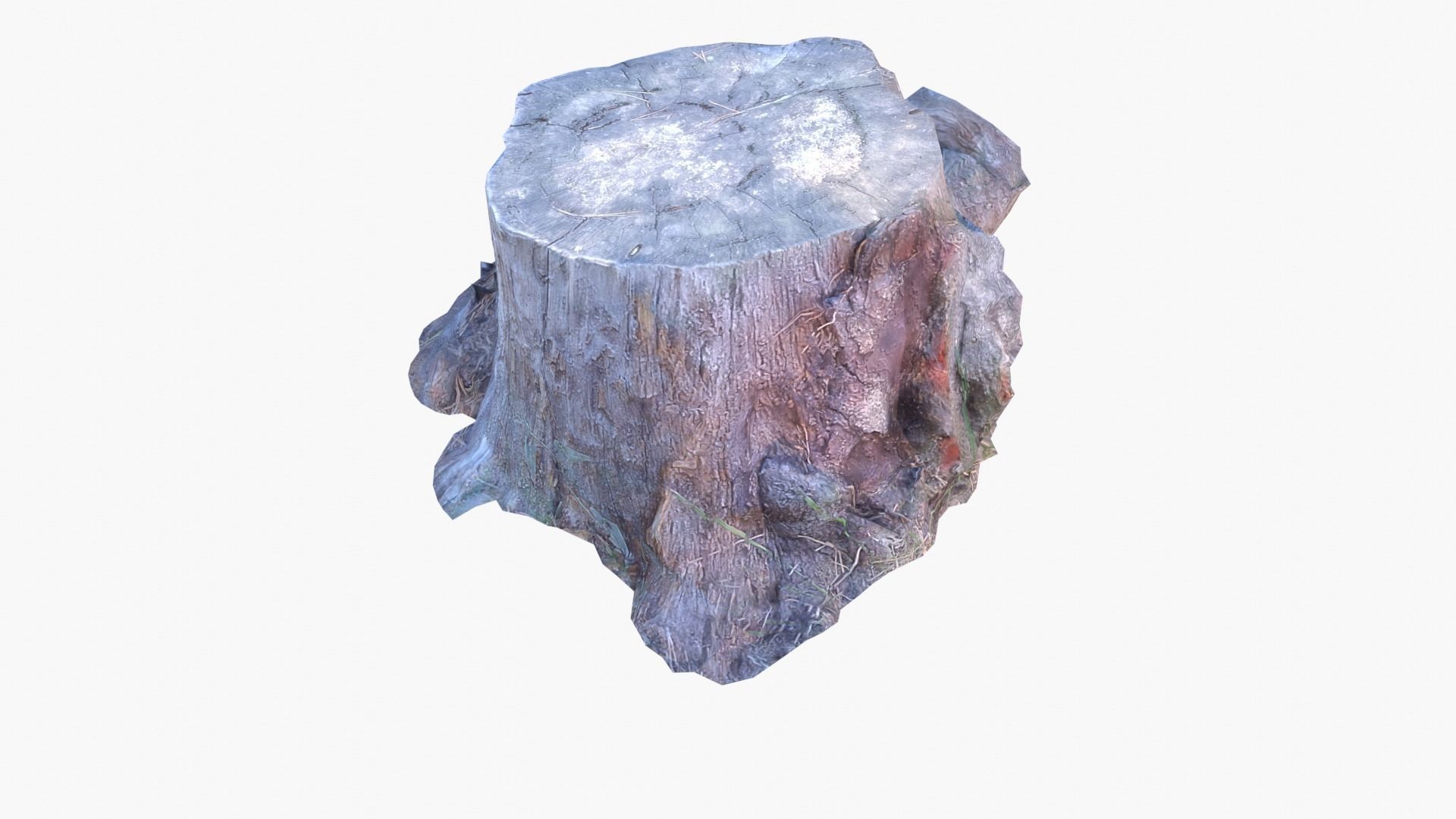 Lowpoly 3d Scanned Pine Trunks - Pinus Pinea and Pinaster Low-poly 3D model_24