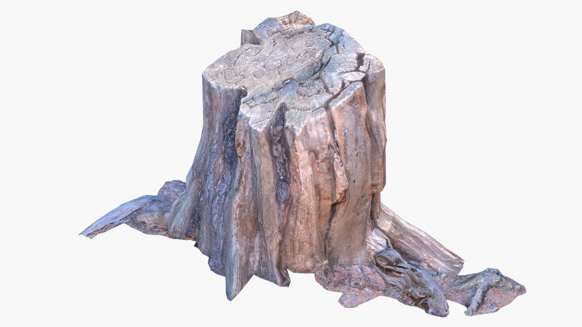 Lowpoly 3d Scanned Pine Trunks - Pinus Pinea and Pinaster Low-poly 3D model_12