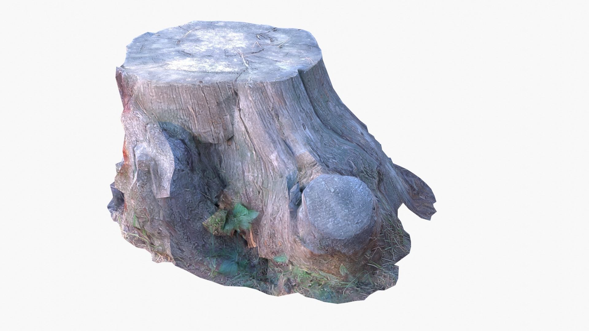 Lowpoly 3d Scanned Pine Trunks - Pinus Pinea and Pinaster Low-poly 3D model_15
