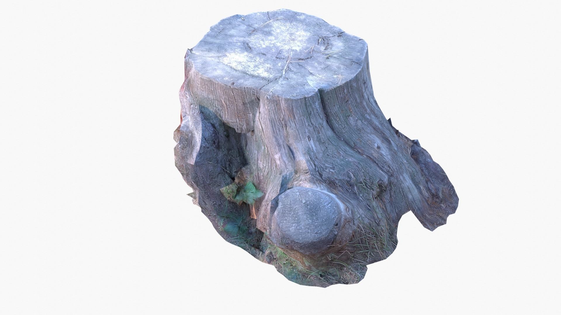 Lowpoly 3d Scanned Pine Trunks - Pinus Pinea and Pinaster Low-poly 3D model_17