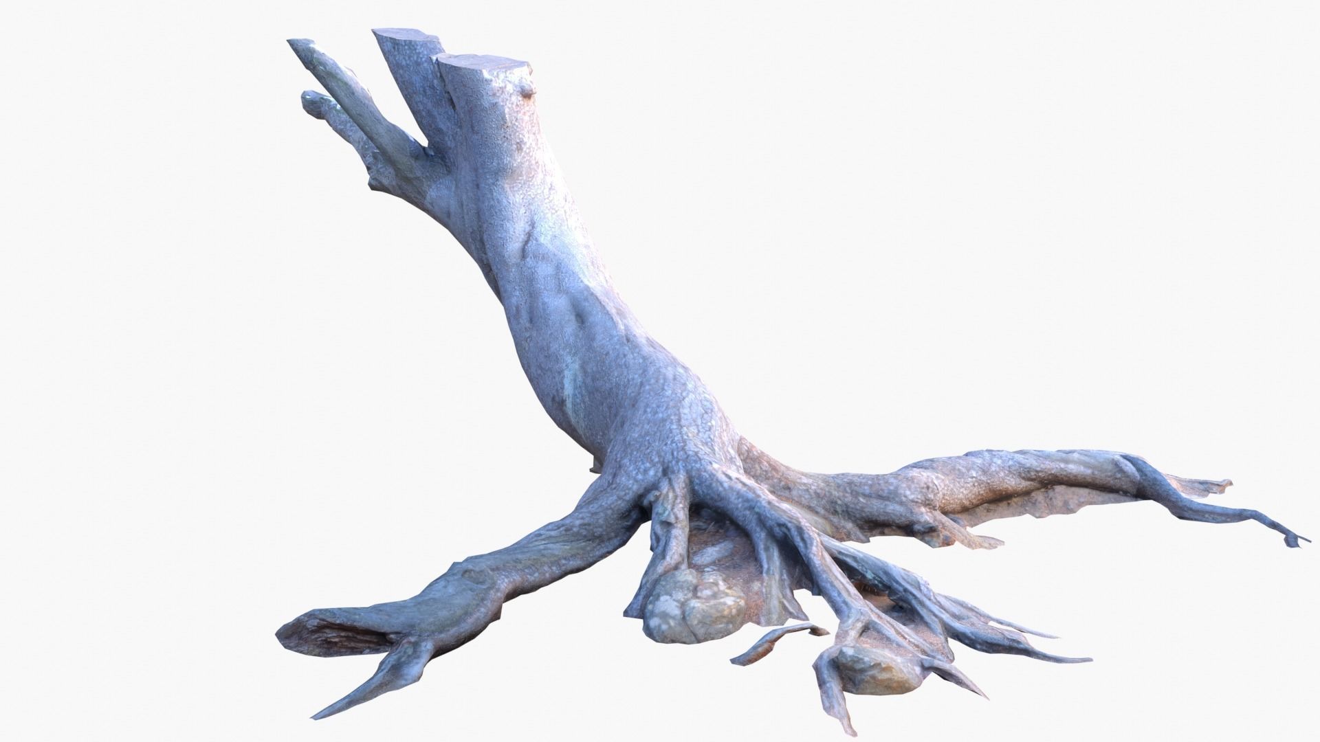 Lowpoly 3d Scanned Pine Trunks - Pinus Pinea and Pinaster Low-poly 3D model_19