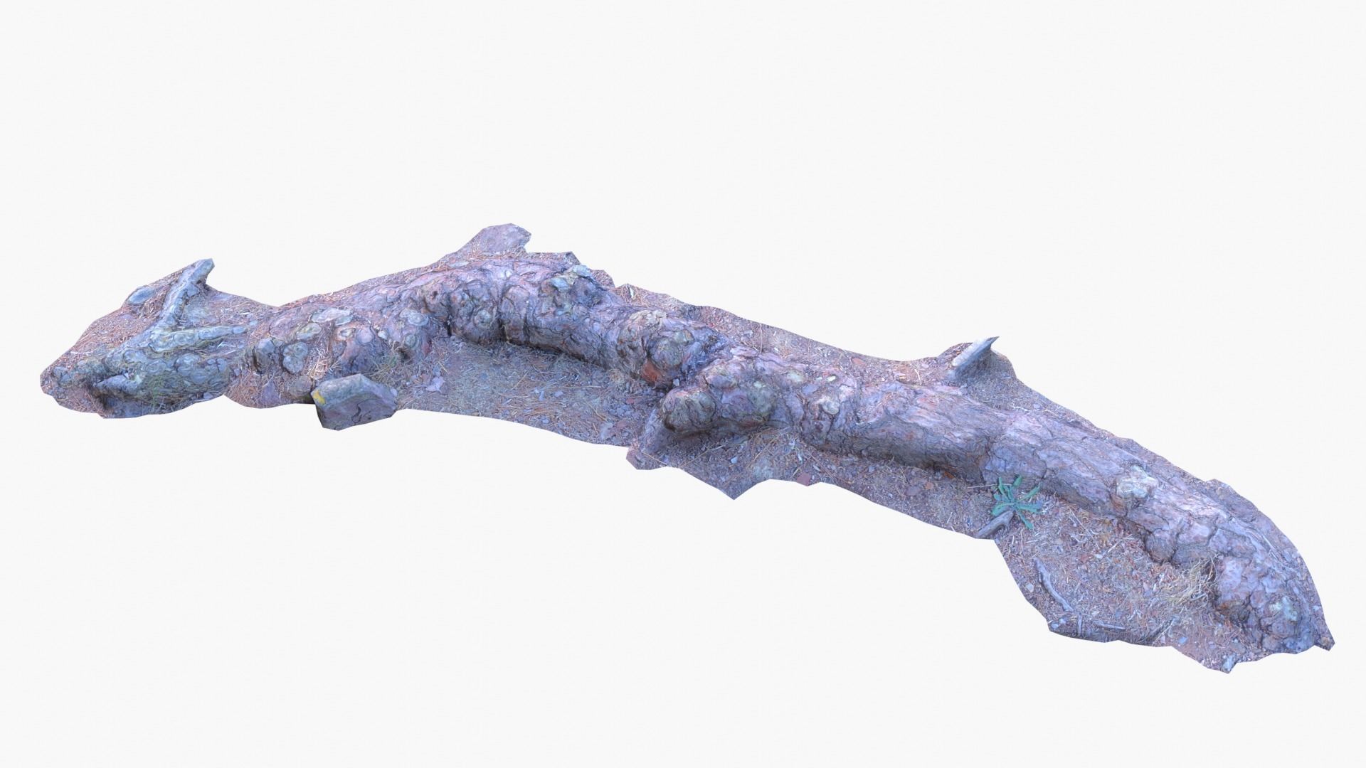 Lowpoly 3d Scanned Pine Trunks - Pinus Pinea and Pinaster Low-poly 3D model_5