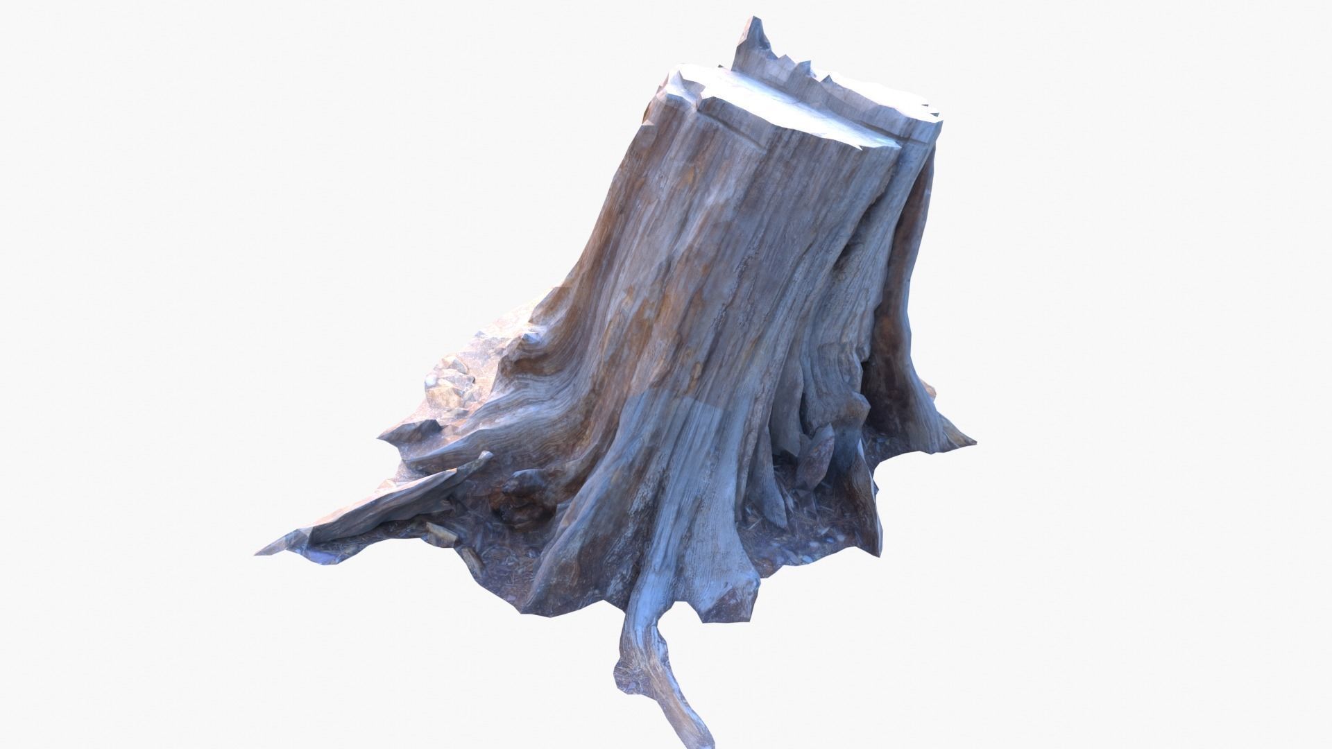 Lowpoly 3d Scanned Pine Trunks - Pinus Pinea and Pinaster Low-poly 3D model_14
