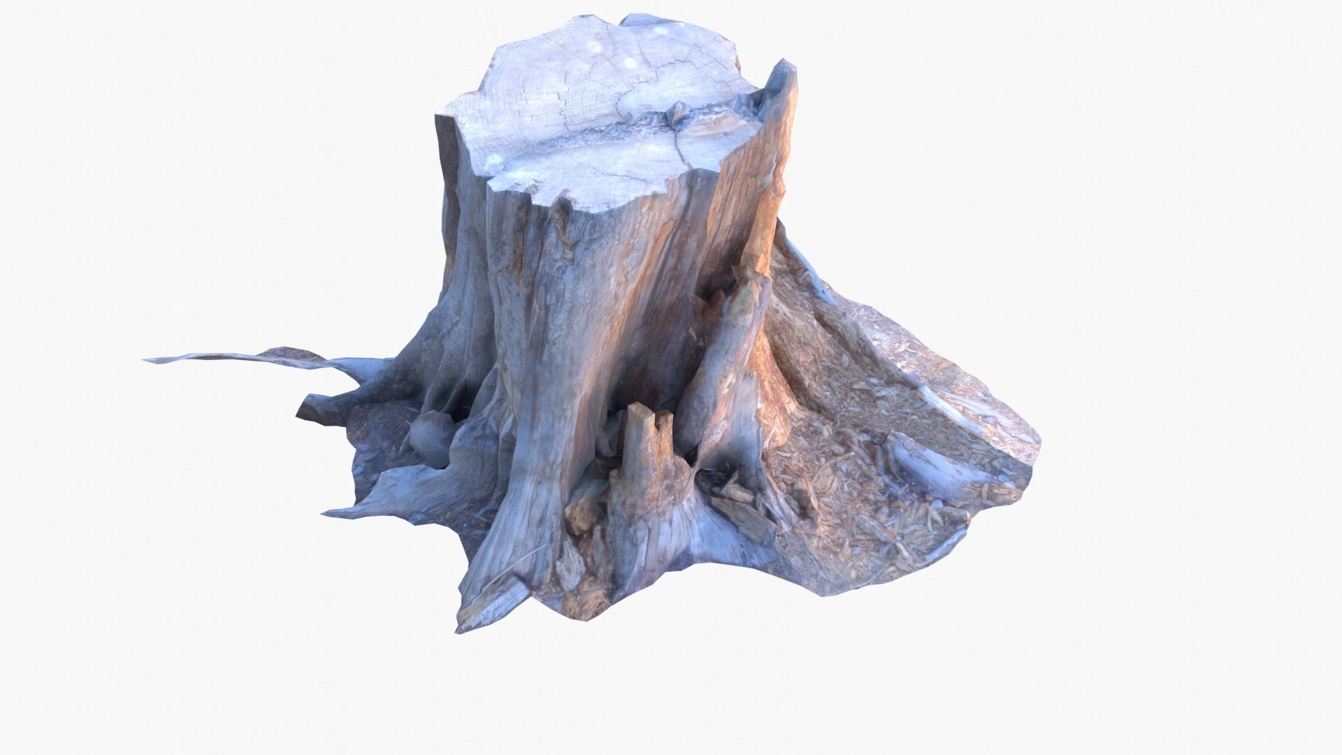 Lowpoly 3d Scanned Pine Trunks - Pinus Pinea and Pinaster Low-poly 3D model_13