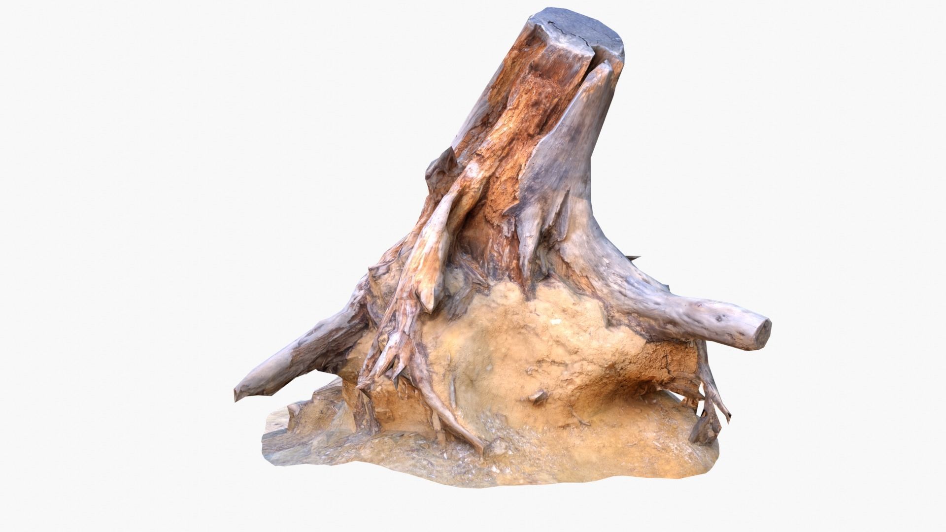 Lowpoly 3d Scanned Pine Trunks - Pinus Pinea and Pinaster Low-poly 3D model_4