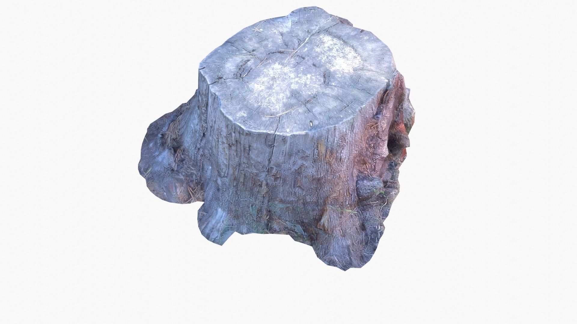 Lowpoly 3d Scanned Pine Trunks - Pinus Pinea and Pinaster Low-poly 3D model_16