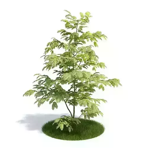 Leafed Plant Albizzia